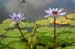 Water_Lilly_Pair