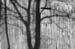 BW_Winter_Farm_Tree_Shadows
