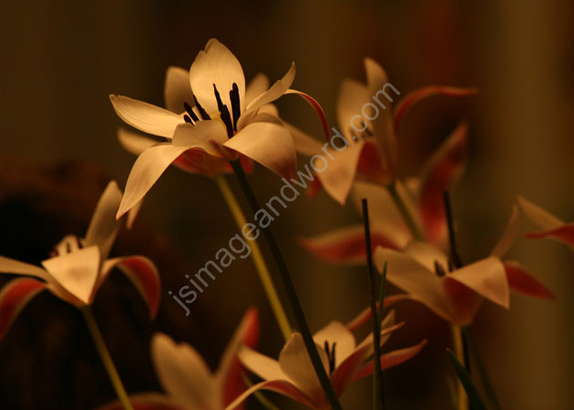 Day_lillies_red&tan