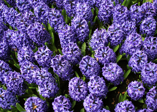 Hyacinths