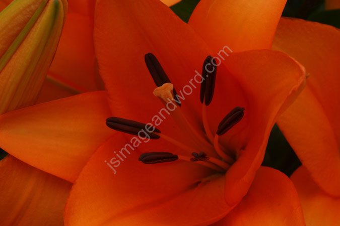 Lilly_red_orange