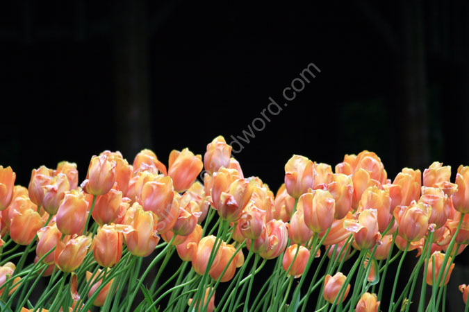 Tulip_Ballet