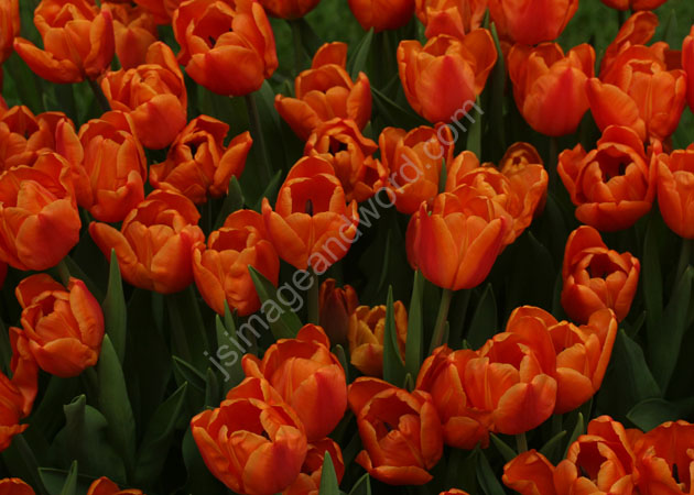 Tulips_OrangeRed