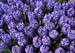 Hyacinths