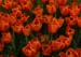 Tulips_OrangeRed