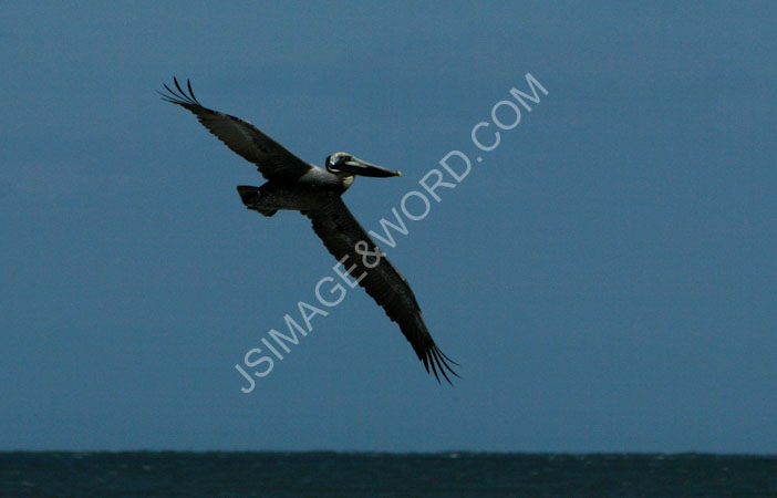 Pelican_Glide