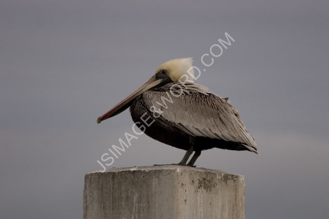 Pelican_on_post