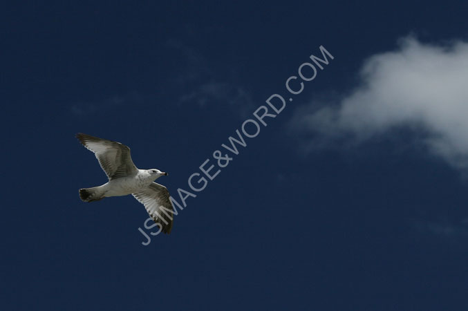 Soaring_Gull