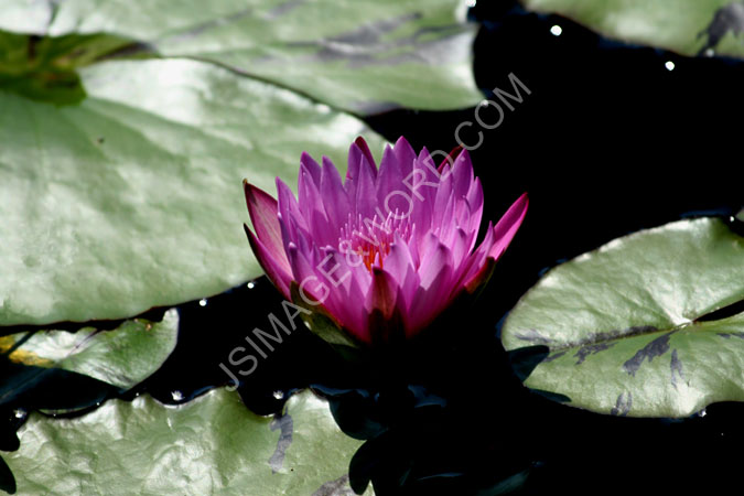 Water_Lilly