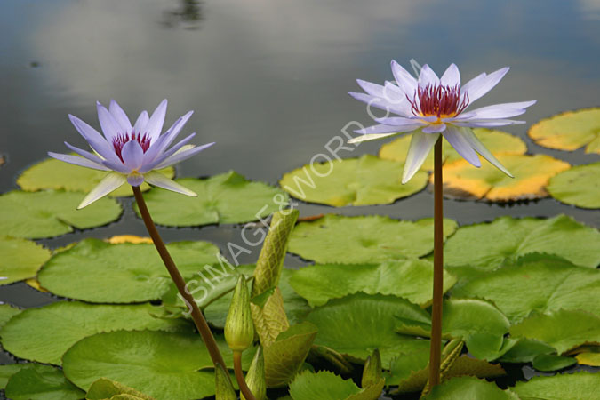 Water_Lilly_Pair