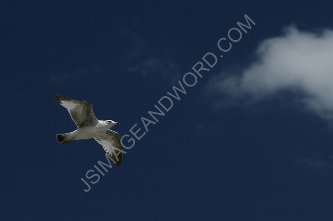 Seagull Soaring