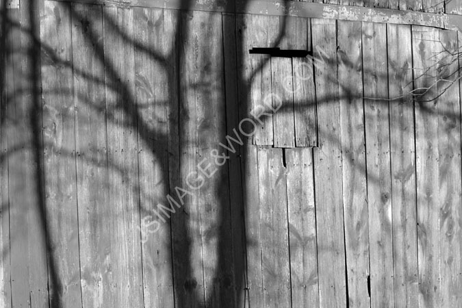 BW_Winter_Farm_Tree_Shadows