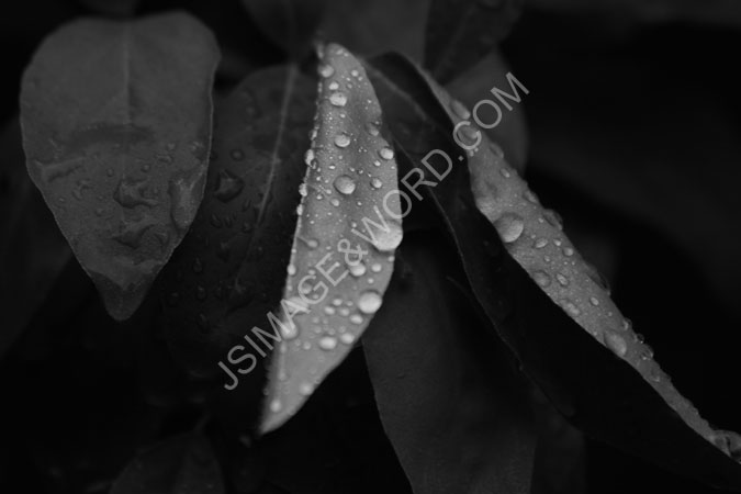 BW_after_rain