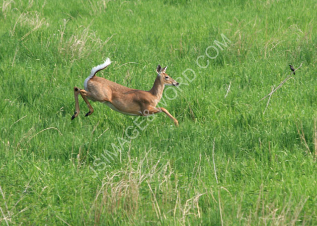 Doe flight