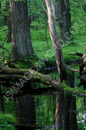 Forest_Reflections