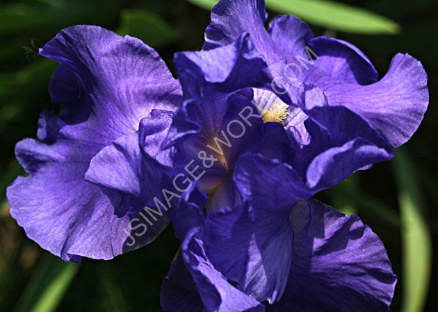 Iris 1