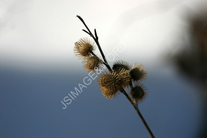 Thistles