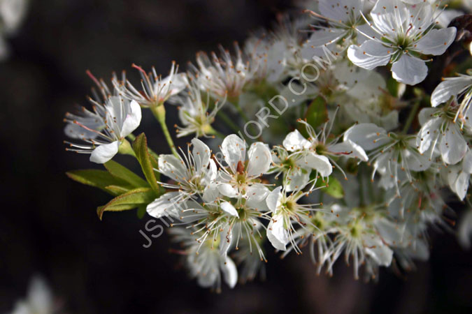 Spring_ Blooms