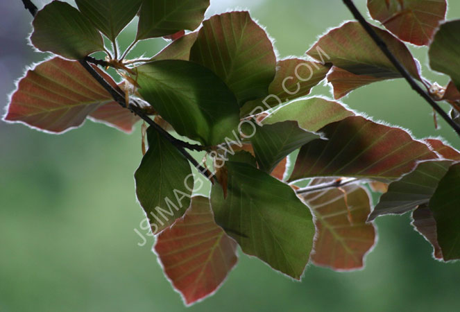 Spring_Leaf_1