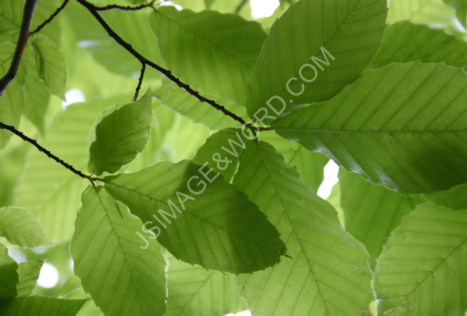 Spring_Leaf_2