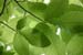 Spring_Leaf_2